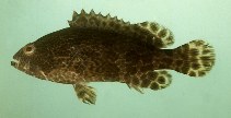 Image of Epinephelus fuscoguttatus (Brown-marbled grouper)