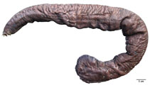 Image of Eptatretus goliath (Goliath hagfish)