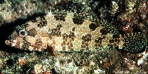 Image of Epinephelus hexagonatus (Starspotted grouper)