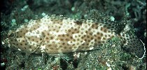 Image of Epinephelus howlandi (Blacksaddle grouper)