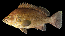Image of Epinephelus insularis (Pacifc insular grouper;)