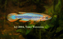 Image of Epiplatys lamottei (Redspotted panchax)