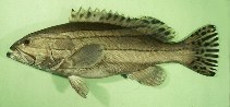 Image of Epinephelus latifasciatus (Striped grouper)