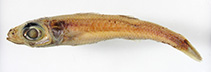 Image of Epigonus lifouensis (Loyalty deepwater cardinalfish)