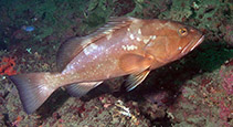 Image of Epinephelus morio (Red grouper)