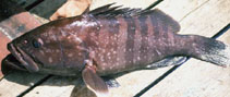 Image of Hyporthodus mystacinus (Misty grouper)