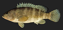 Image of Epinephelus sexfasciatus (Sixbar grouper)