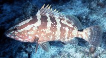 Image of Epinephelus striatus (Nassau grouper)
