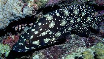 Image of Epinephelus summana (Summan grouper)