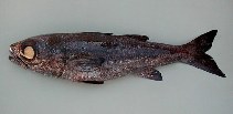 Image of Epigonus telescopus (Black cardinal fish)