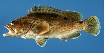 Image of Epinephelus trimaculatus (Threespot grouper)
