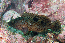 Image of Epinephelus trimaculatus (Threespot grouper)