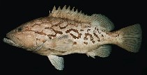 Image of Epinephelus tuamotuensis (Reticulate grouper)