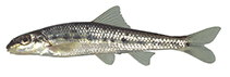 Image of Erimystax dissimilis (Streamline chub)