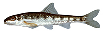 Image of Erimystax insignis (Blotched chub)