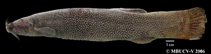 Image of Eremophilus mutisii 