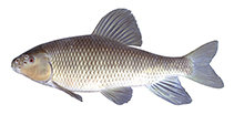 Image of Erimyzon tenuis (Sharpfin chubsucker)