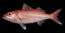 Image of Etelis carbunculus (Deep-water red snapper)