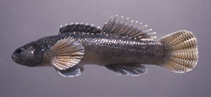 Image of Etheostoma chienense (Relict darter)