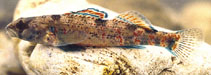 Image of Etheostoma collettei (Creole darter)