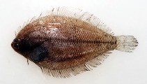 Image of Etropus crossotus (Fringed flounder)