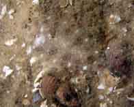Image of Etropus cyclosquamus (Shelf flounder)