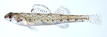 Image of Etheostoma davisoni (Choctawhatchee darter)