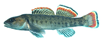 Image of Etheostoma etowahae (Etowah darter)