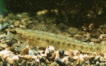 Image of Etheostoma fusiforme (Swamp darter)