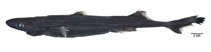 Image of Etmopterus lucifer (Blackbelly lanternshark)