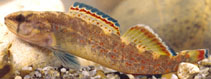 Image of Etheostoma whipplei (Redfin darter)