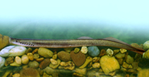 Image of Eudontomyzon danfordi (Carpathian lamprey)