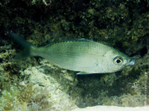 Image of Eucinostomus melanopterus (Flagfin mojarra)