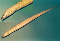 Image of Eupleurogrammus muticus (Smallhead hairtail)