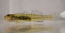 Image of Eucyclogobius newberryi (Tidewater goby)