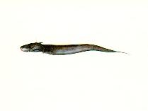Image of Euristhmus nudiceps (Naked-headed catfish)
