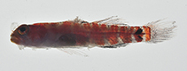 Image of Eviota dorsimaculata (Dorsal-spot dwarfgoby)