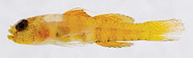 Image of Eviota filamentosa (Threadfin dwarfgoby)