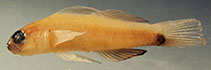 Image of Eviota nigriventris (Redbelly dwarfgoby)