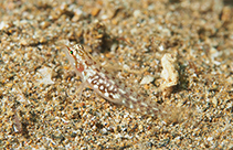 Image of Eviota storthynx (Storthynx dwarfgoby)