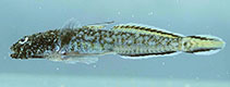 Image of Evermannia zosterura (Bandedtail goby)