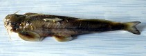 Image of Exostoma labiatum (Burmese bat catfish)