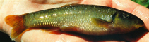 Image of Exoglossum maxillingua (Cutlips minnow)