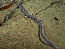 Image of Facciolella equatorialis (Dogface witch eel)