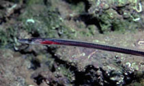 Image of Facciolella oxyrhynchus (Facciola\