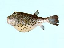 Image of Feroxodon multistriatus (Manystriped blowfish)