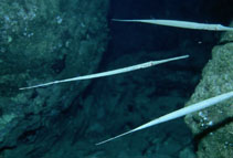 Image of Fistularia commersonii (Bluespotted cornetfish)
