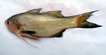 Image of Filimanus heptadactyla (Sevenfinger threadfin)
