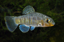 Image of Floridichthys polyommus (Ocellated killifish)