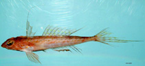Image of Foetorepus agassizii (Spotfin dragonet)